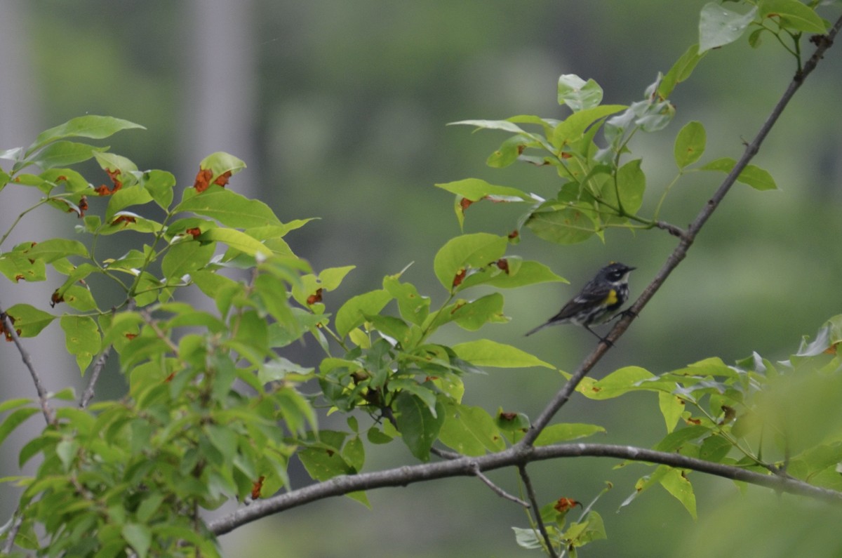 Yellow-rumped Warbler - ML646323050