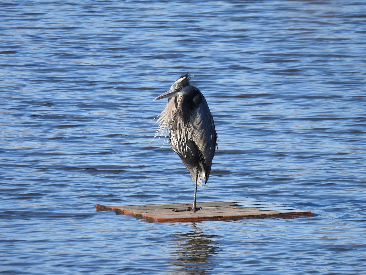 Great Blue Heron (Great Blue) - ML646323053
