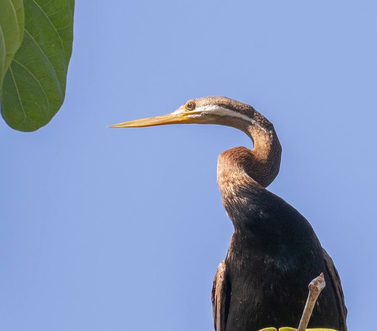 Australasian Darter - ML646323054