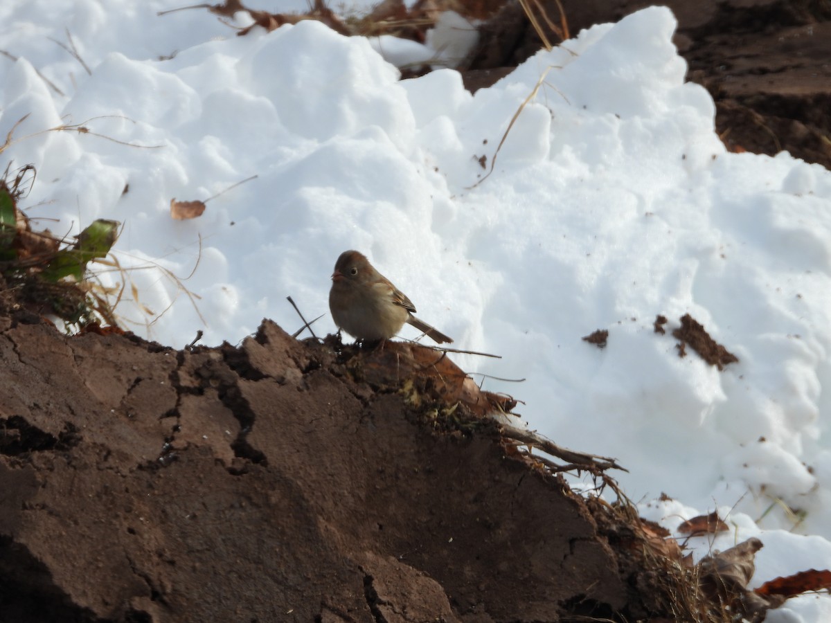 Field Sparrow - ML646323057