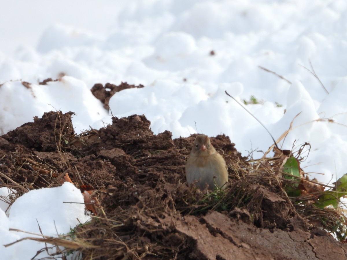 Field Sparrow - ML646323058