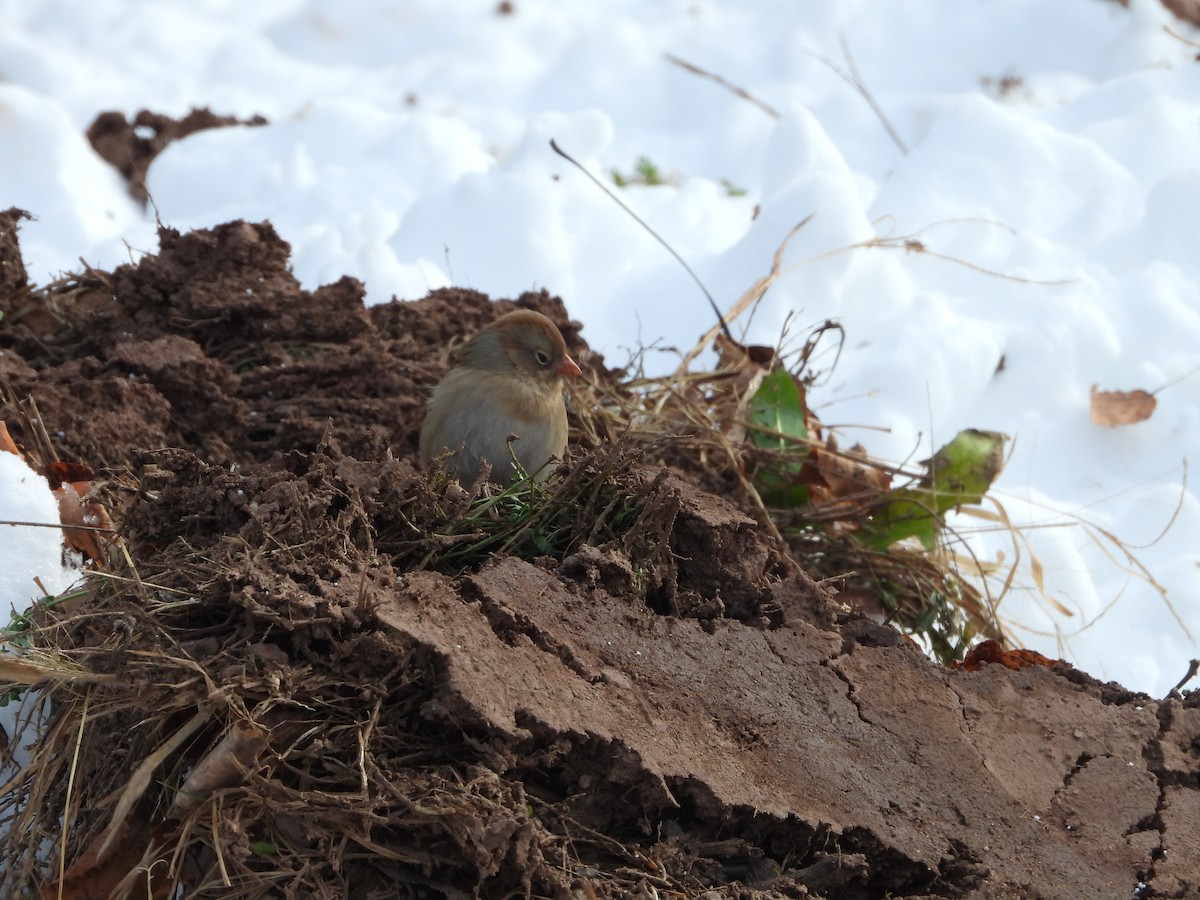 Field Sparrow - ML646323059