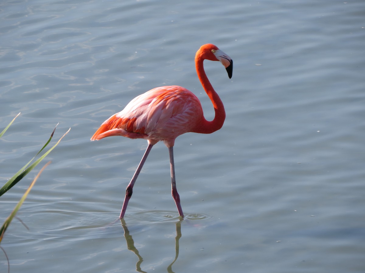 American Flamingo - ML646323060