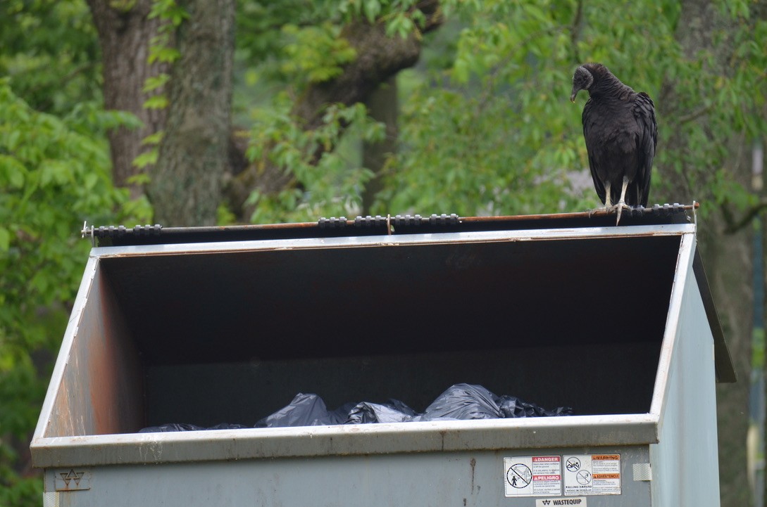 Катарта чорна - ML646323061