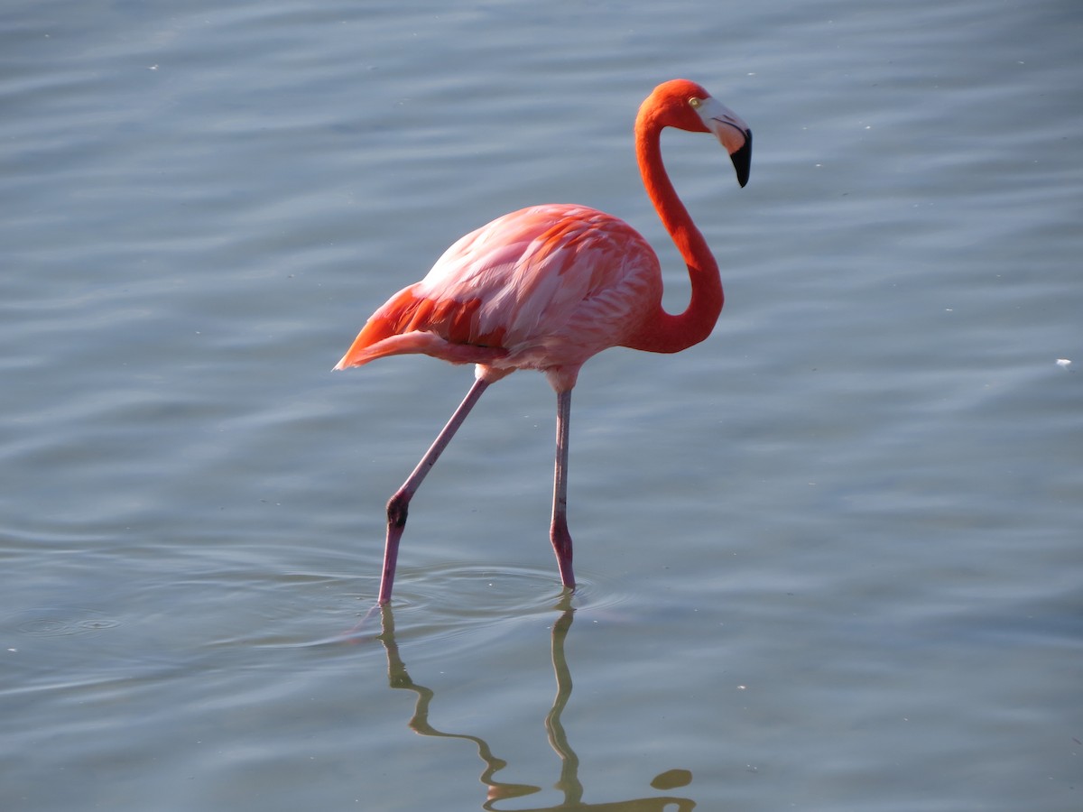 American Flamingo - ML646323064