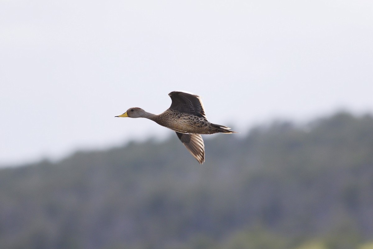 Yellow-billed Pintail - ML646323065