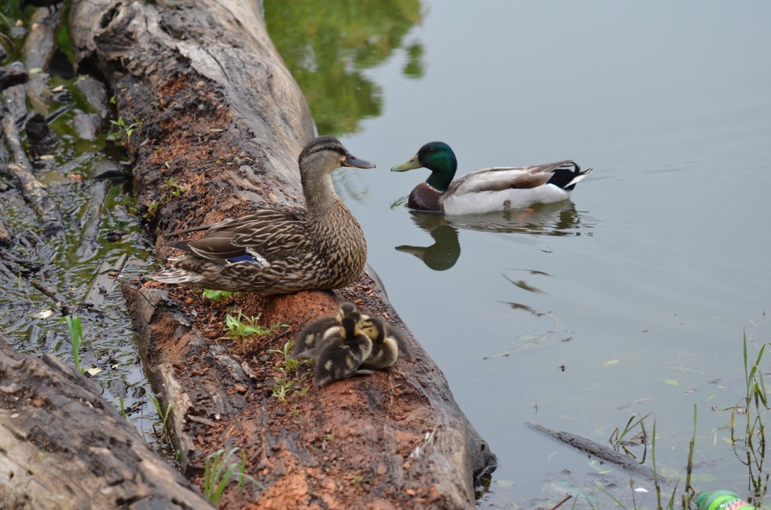 Mallard - ML646323068