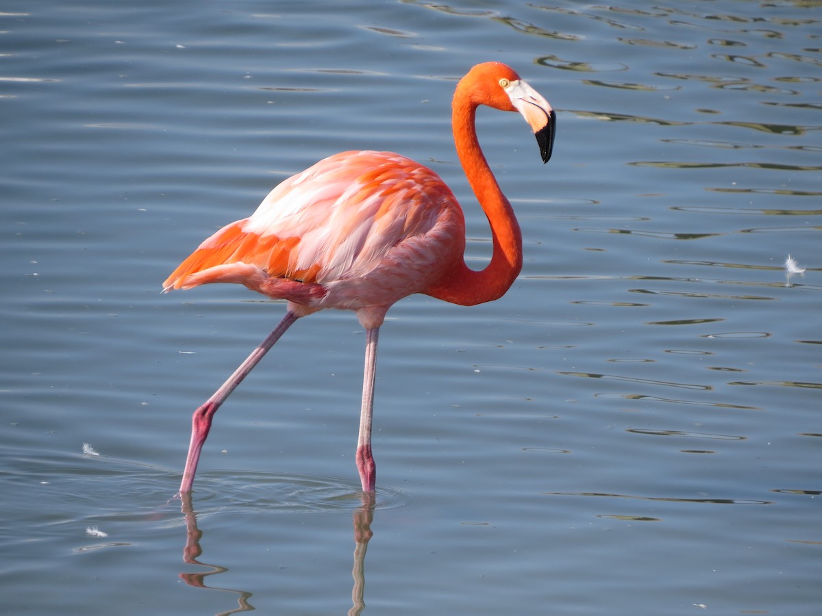 American Flamingo - ML646323069