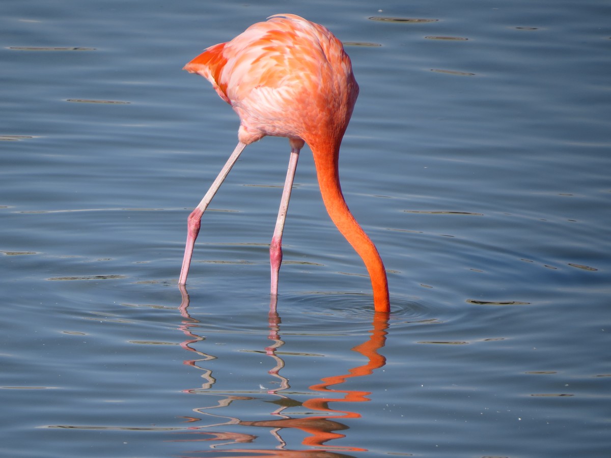 American Flamingo - ML646323070
