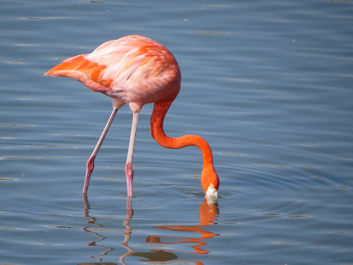 American Flamingo - ML646323071