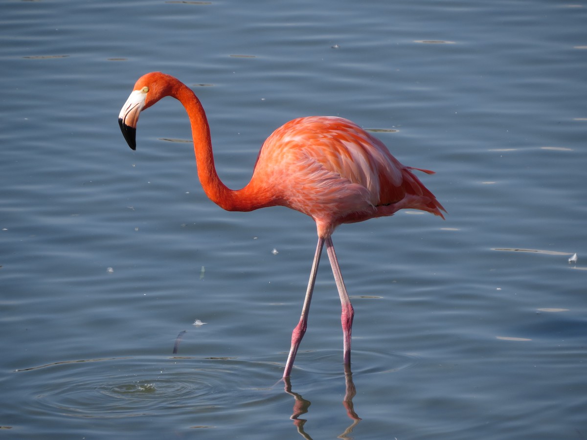 American Flamingo - ML646323072