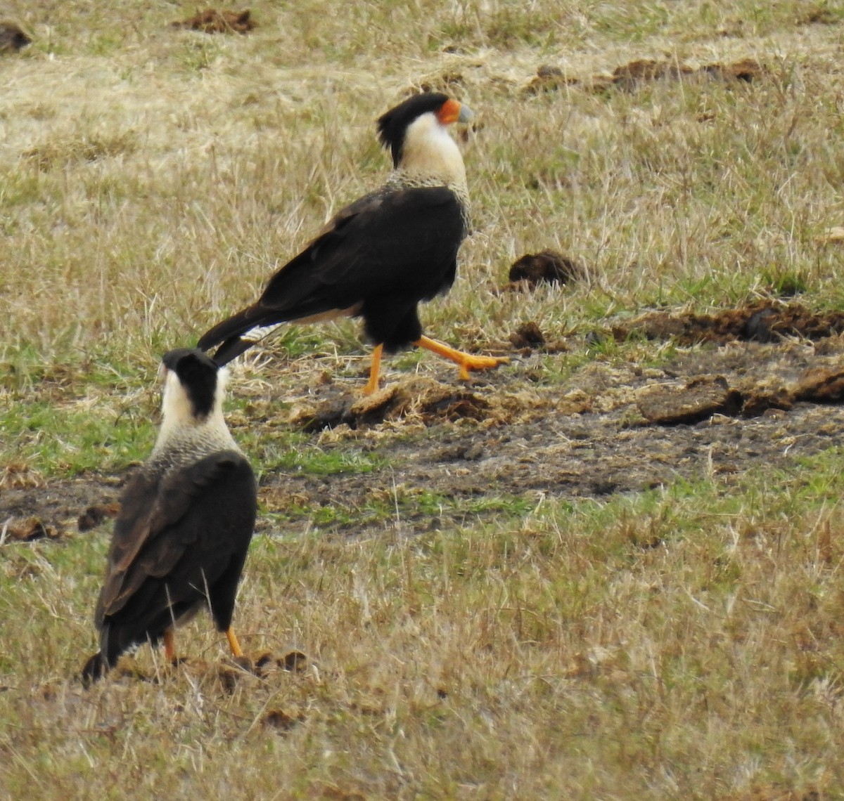 Crested Caracara - ML646323073