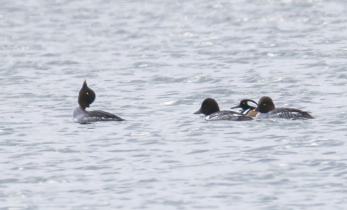 Porrón Osculado - ML646323084