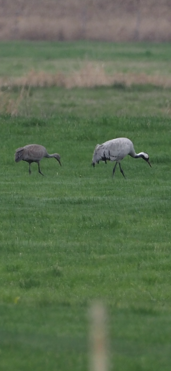 Sandhill Crane - ML646323086