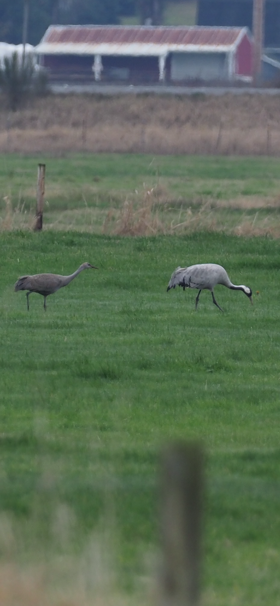 Sandhill Crane - ML646323088
