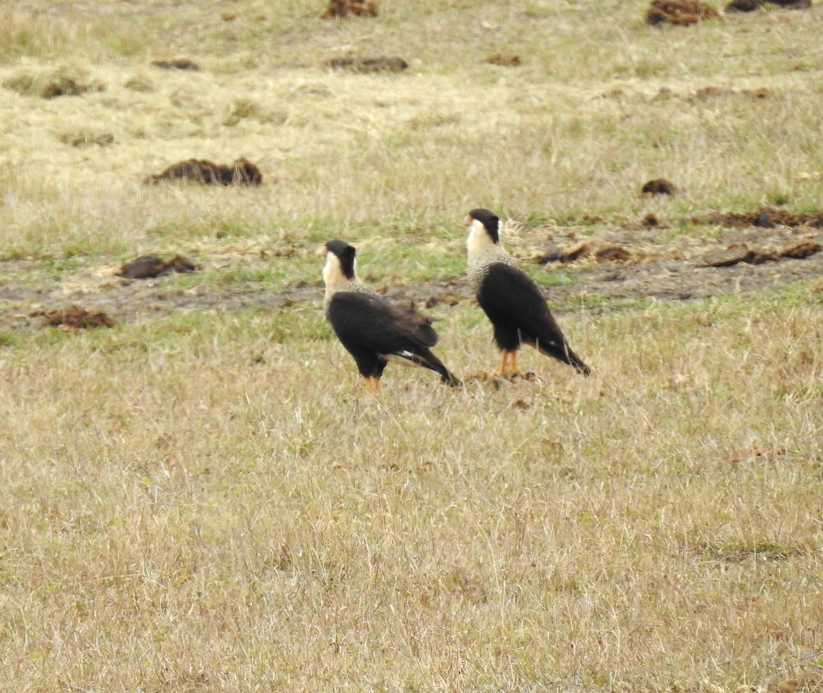 Crested Caracara - ML646323090