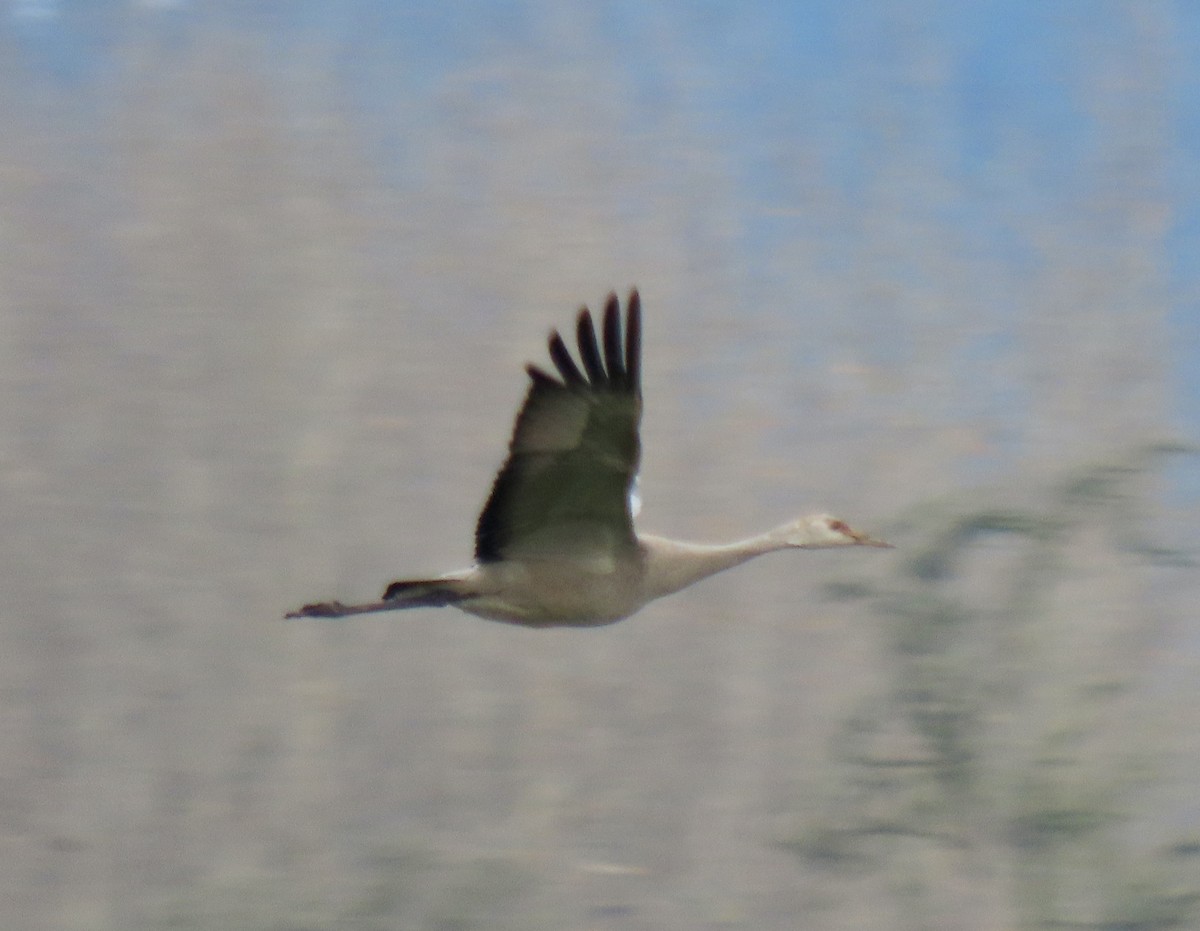 Sandhill Crane - ML646323093