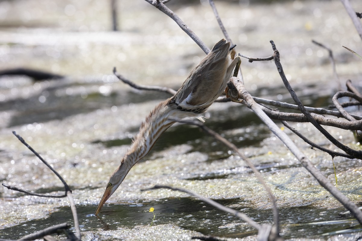 Yellow Bittern - ML646323094