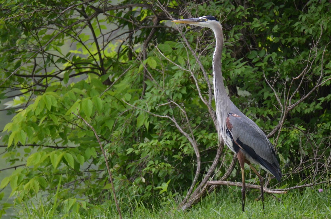 Great Blue Heron - ML646323095