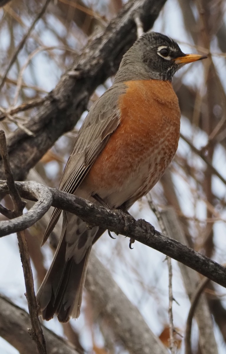 American Robin - ML646323100