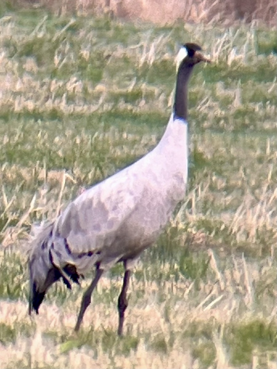 Common Crane - ML646323103