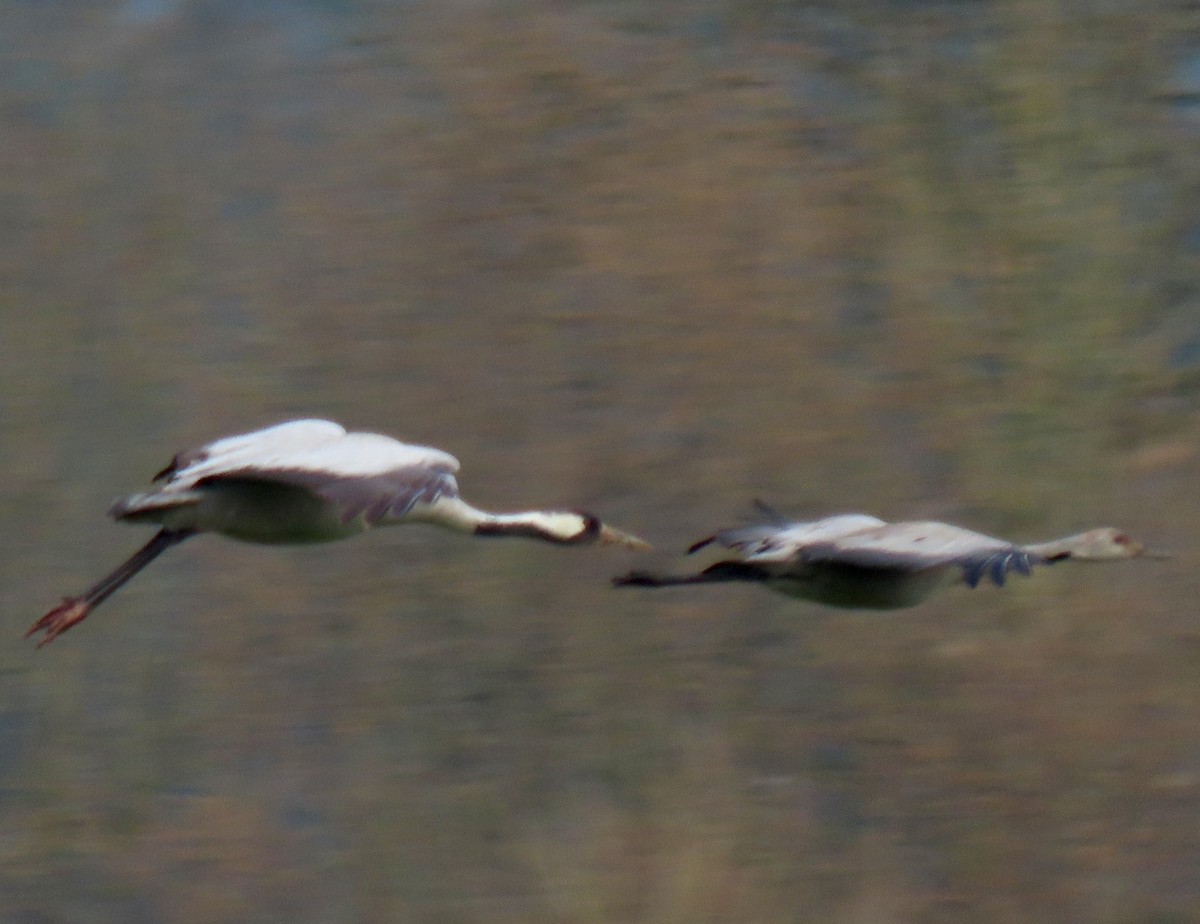 Common Crane - ML646323104