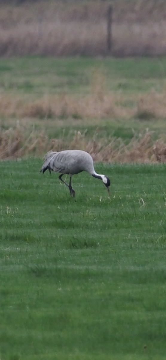 Common Crane - ML646323106