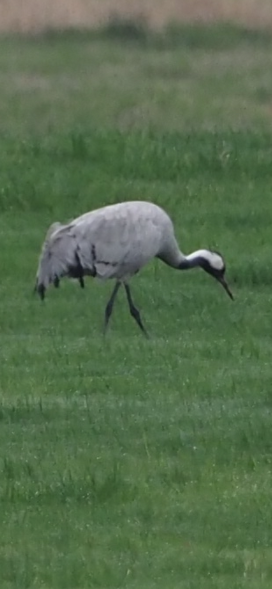 Common Crane - ML646323107