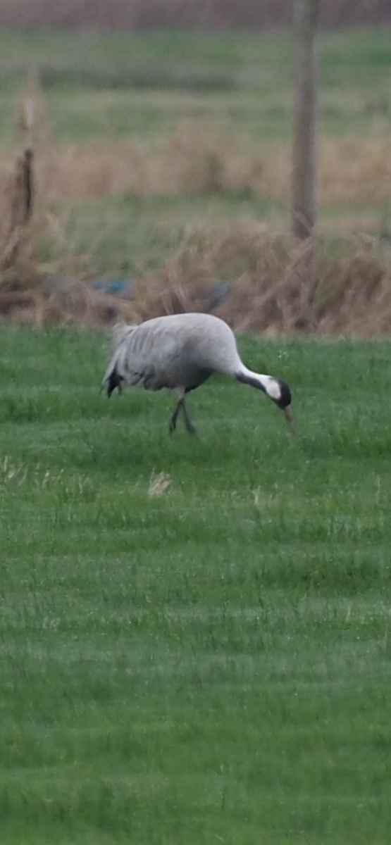 Common Crane - ML646323108