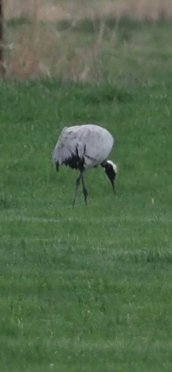 Common Crane - ML646323109