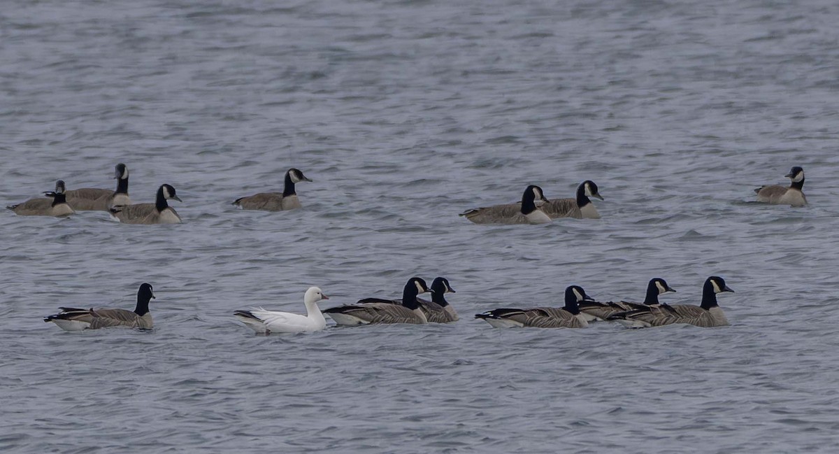 Ánsar de Ross - ML646323110