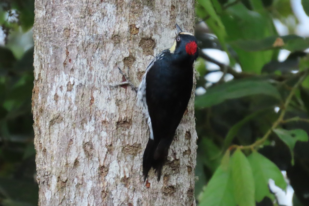 datel sběrač - ML646323111