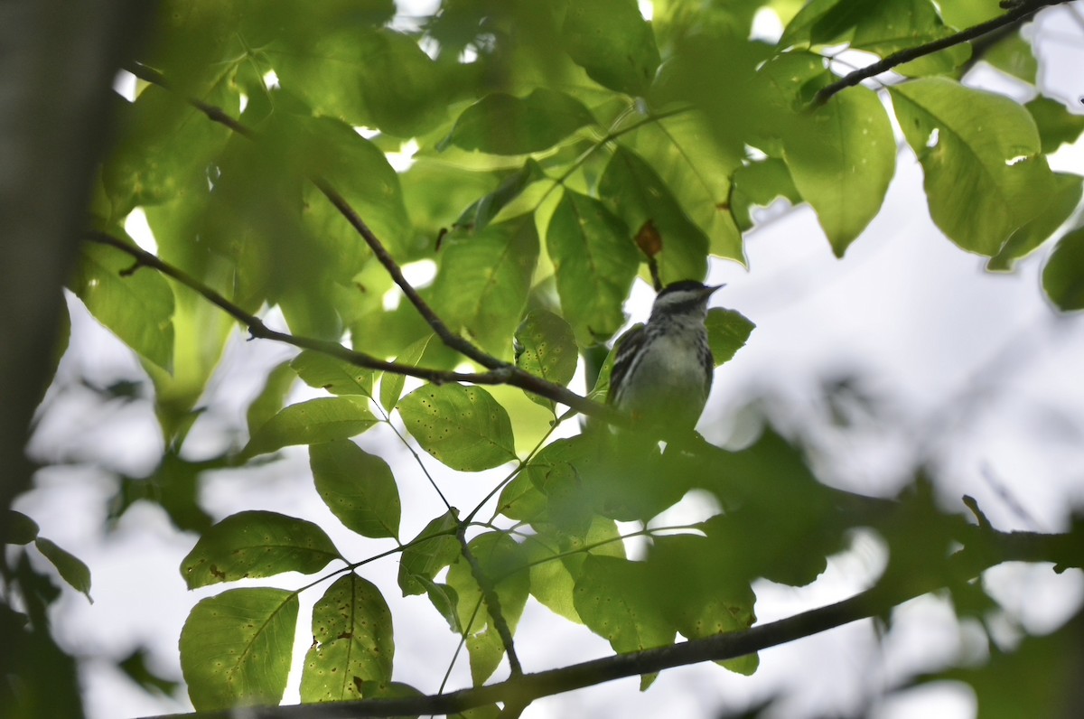 Blackpoll Warbler - ML646323113