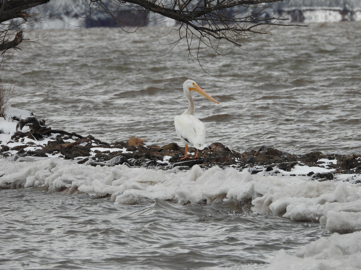 American White Pelican - ML646323117