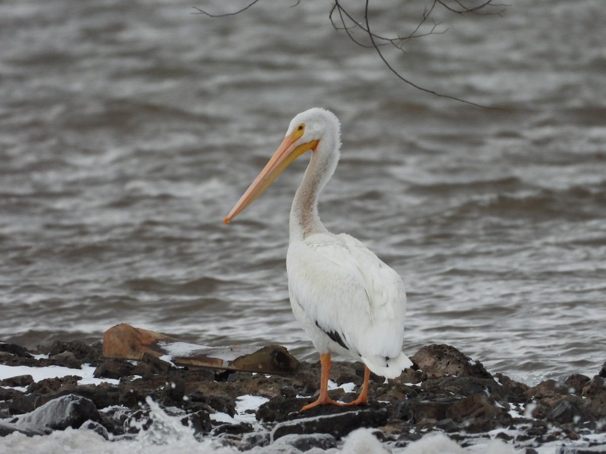American White Pelican - ML646323118