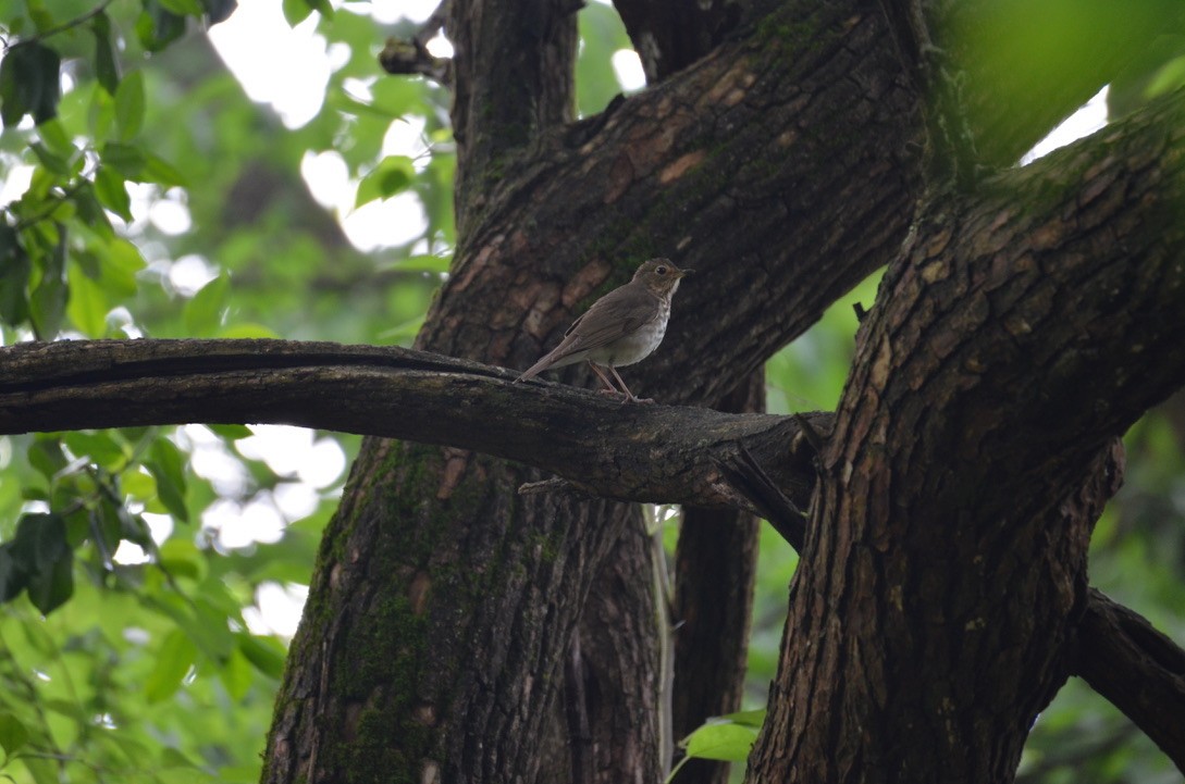 Swainson's Thrush - ML646323120