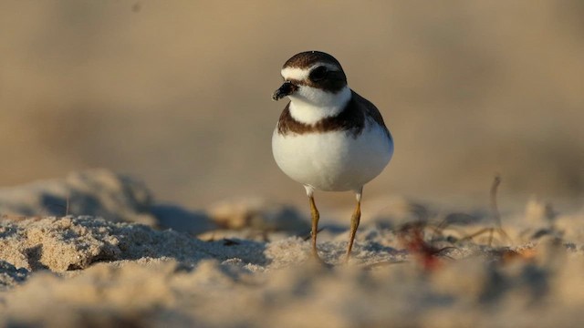 kulík kanadský - ML646323121