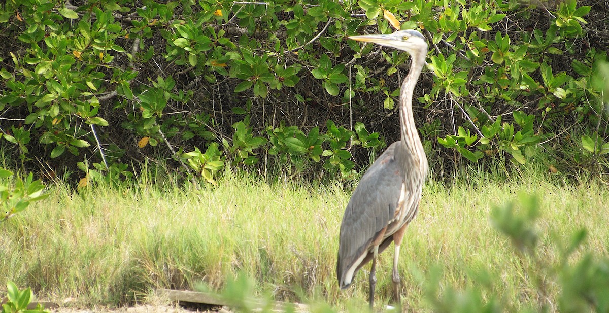 Great Blue Heron - ML646323124