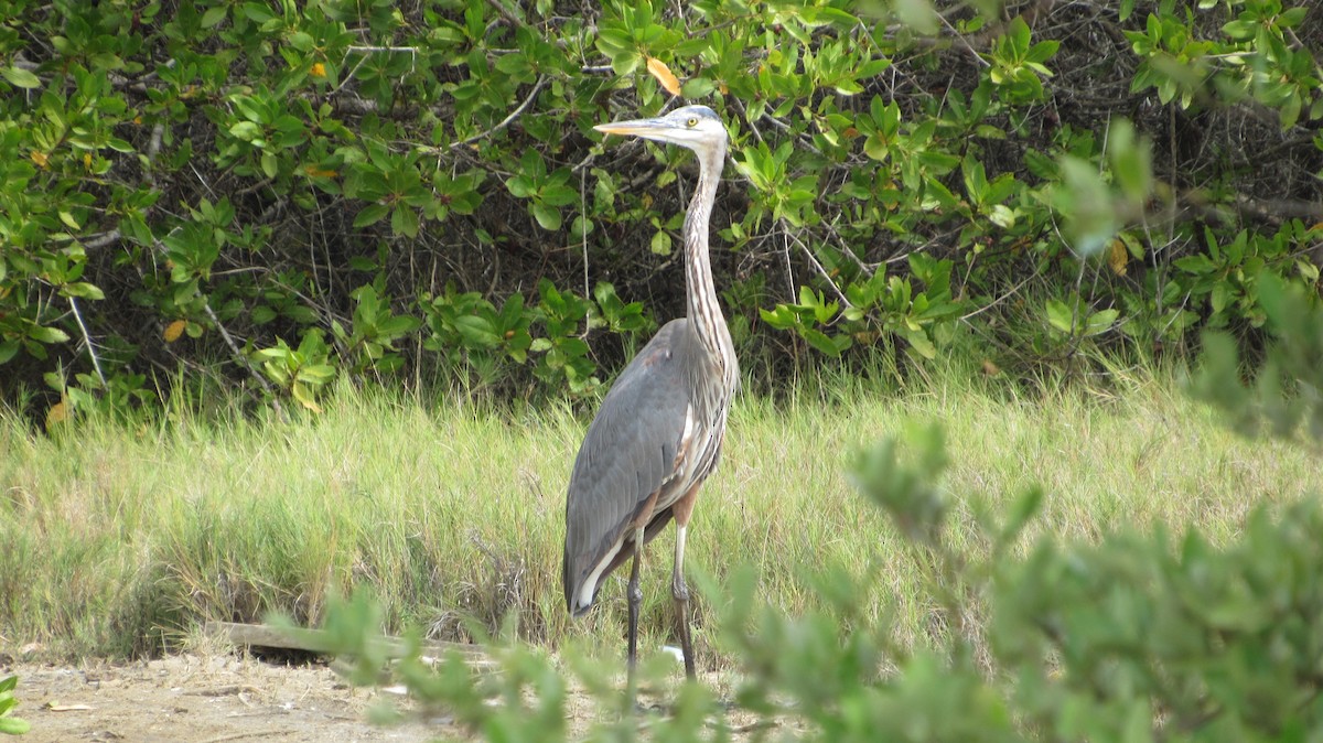 Great Blue Heron - ML646323125