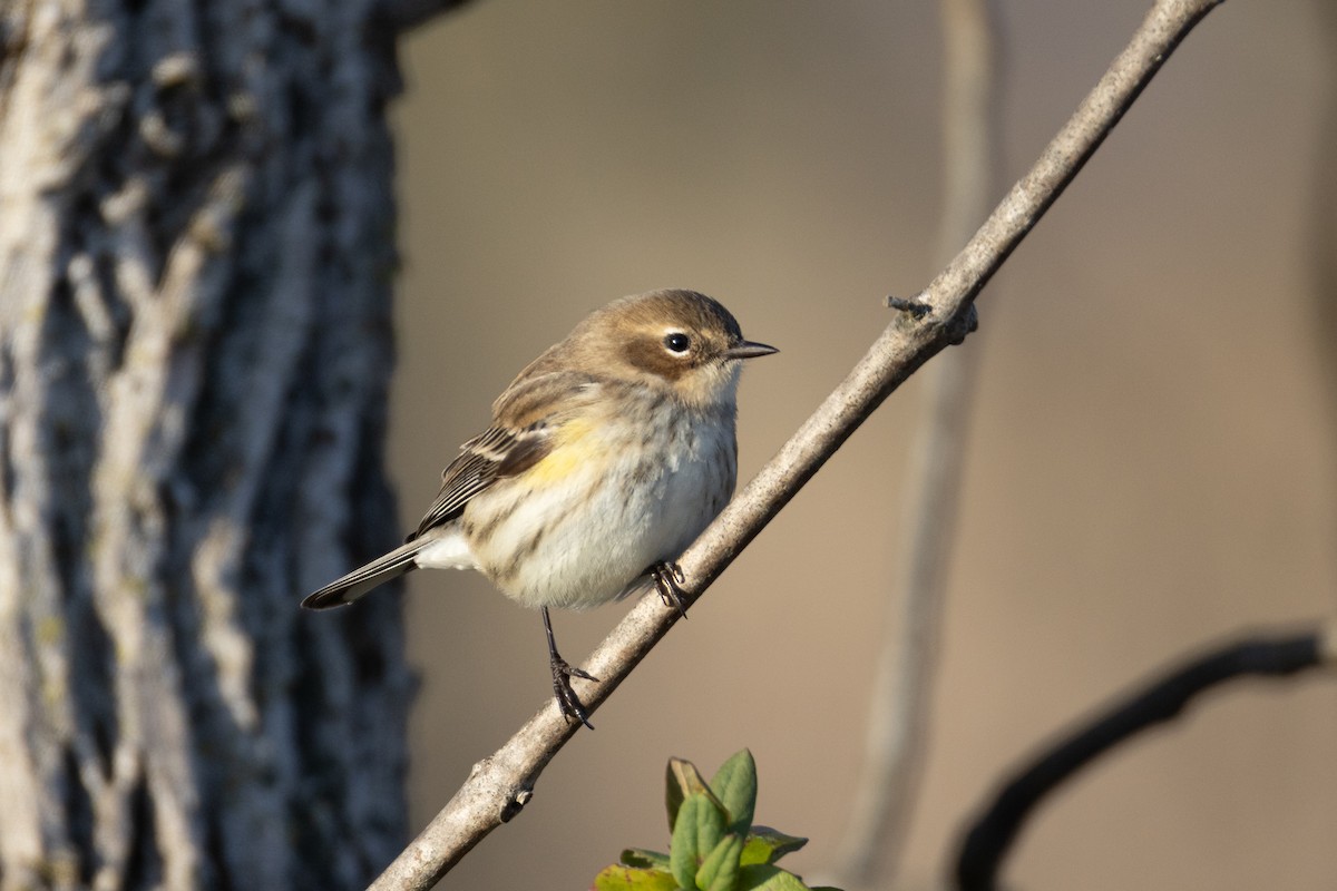 Yellow-rumped Warbler - ML646323127