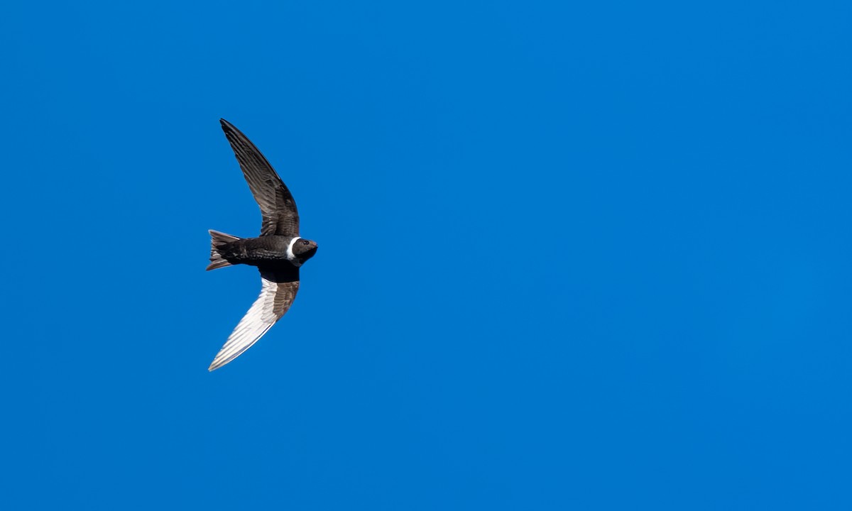 White-collared Swift - ML646323128