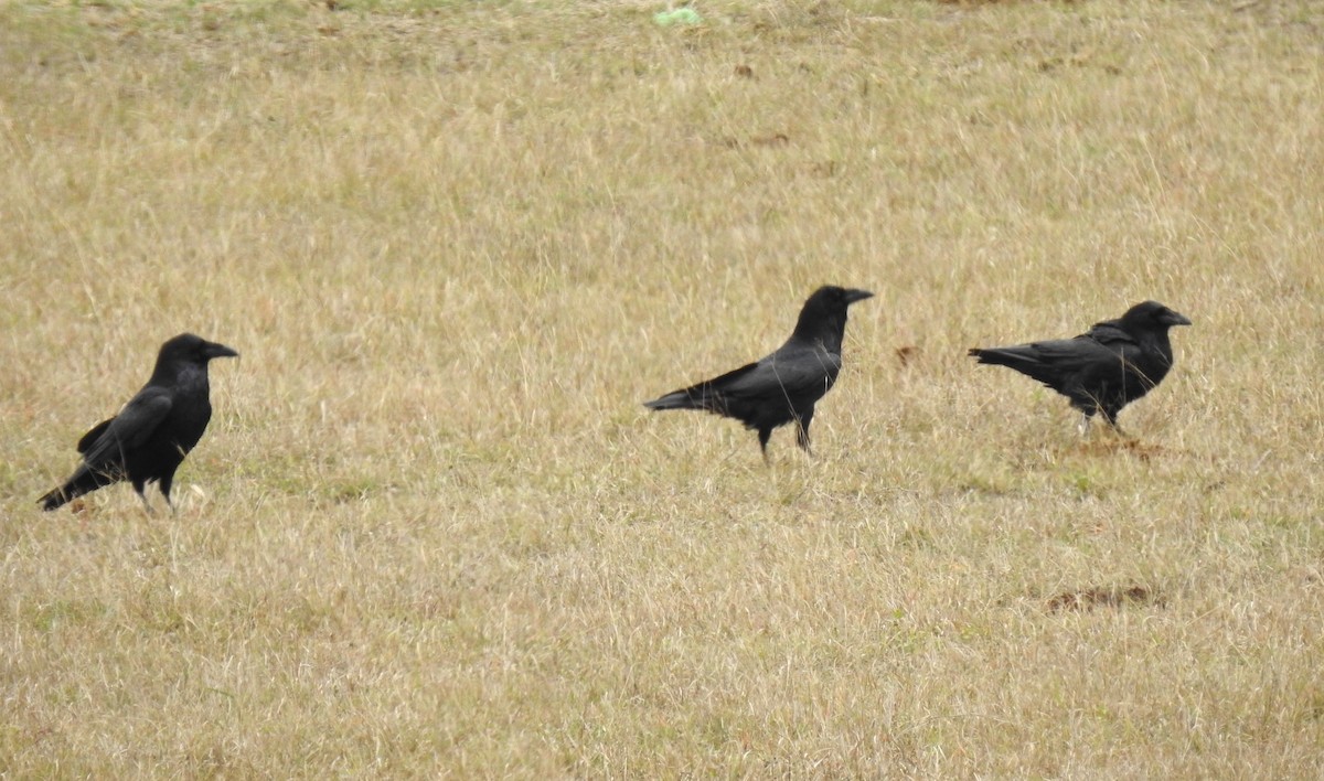 עורב שחור - ML646323138