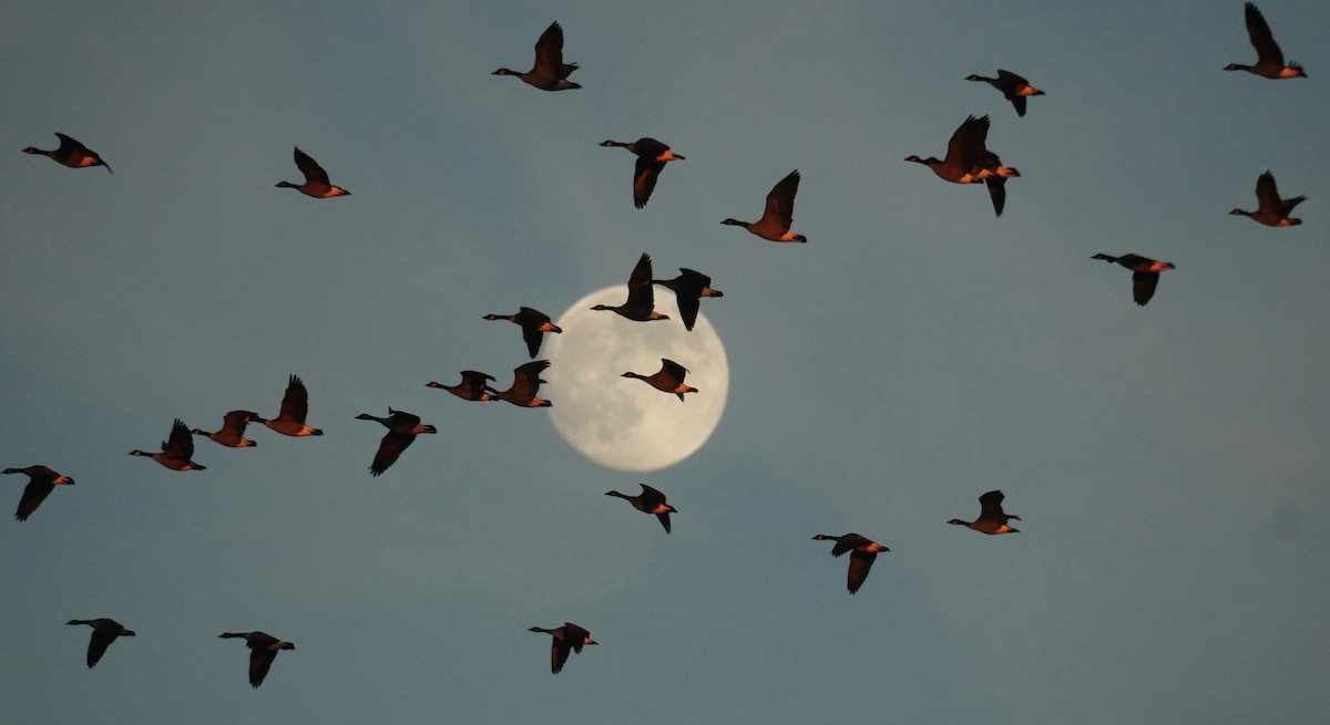 Канадская казарка - ML646323142