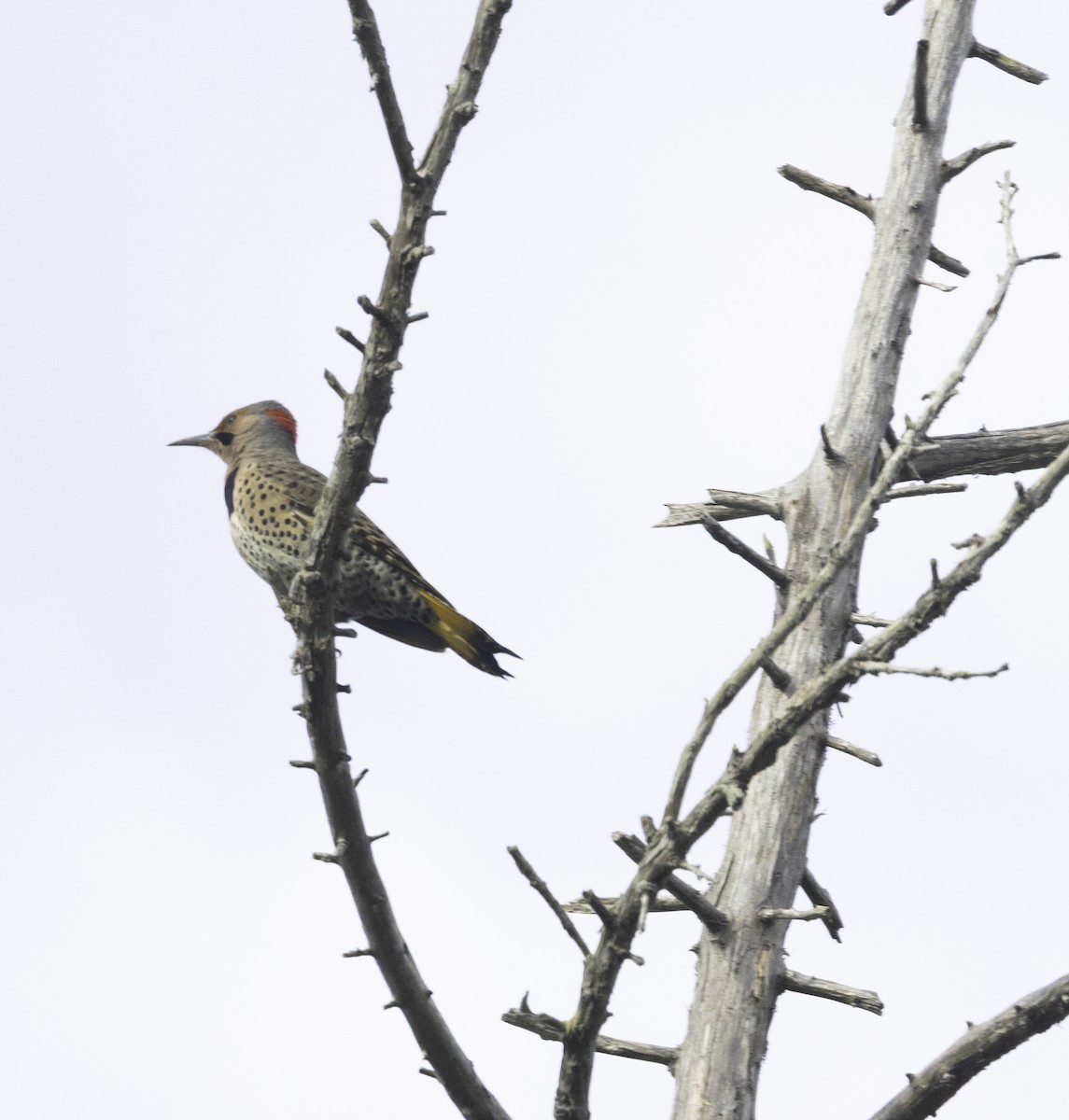 Northern Flicker (Yellow-shafted) - ML646323143