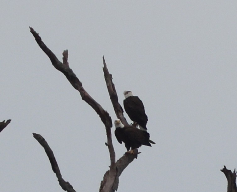 Белоголовый орлан - ML646323144