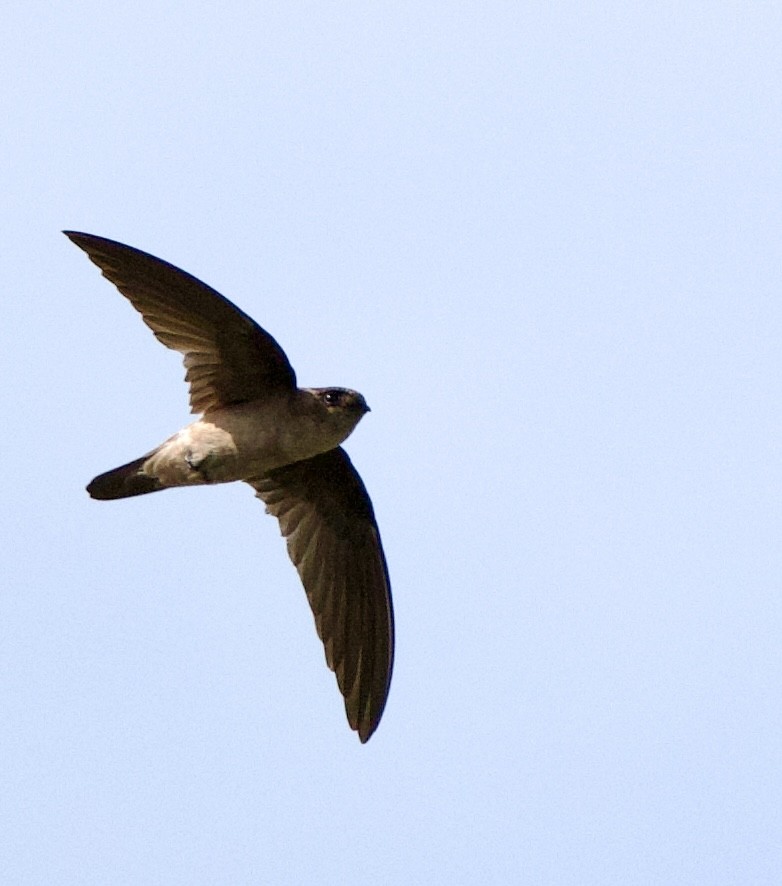 White-nest Swiftlet - ML646323145