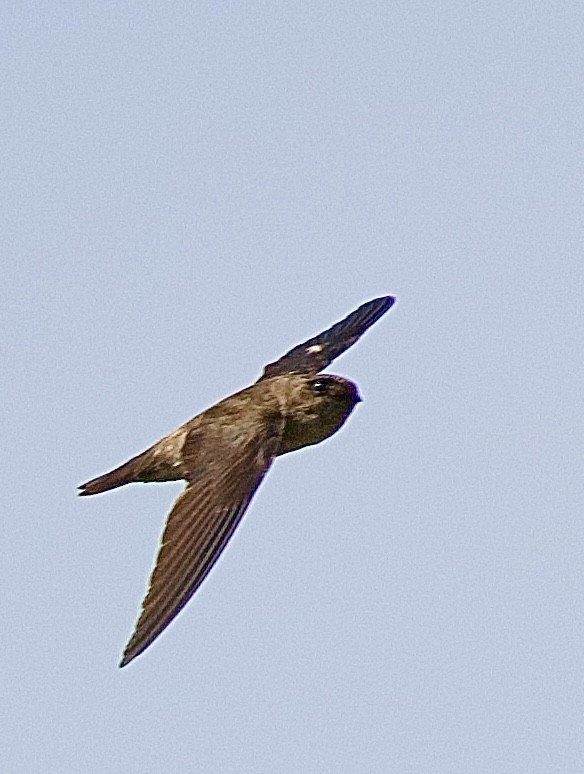 White-nest Swiftlet - ML646323146