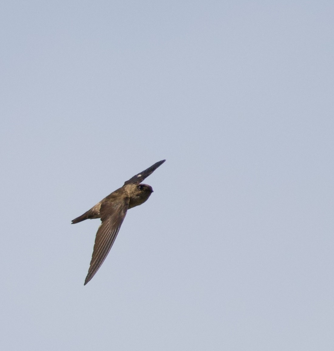 White-nest Swiftlet - ML646323147