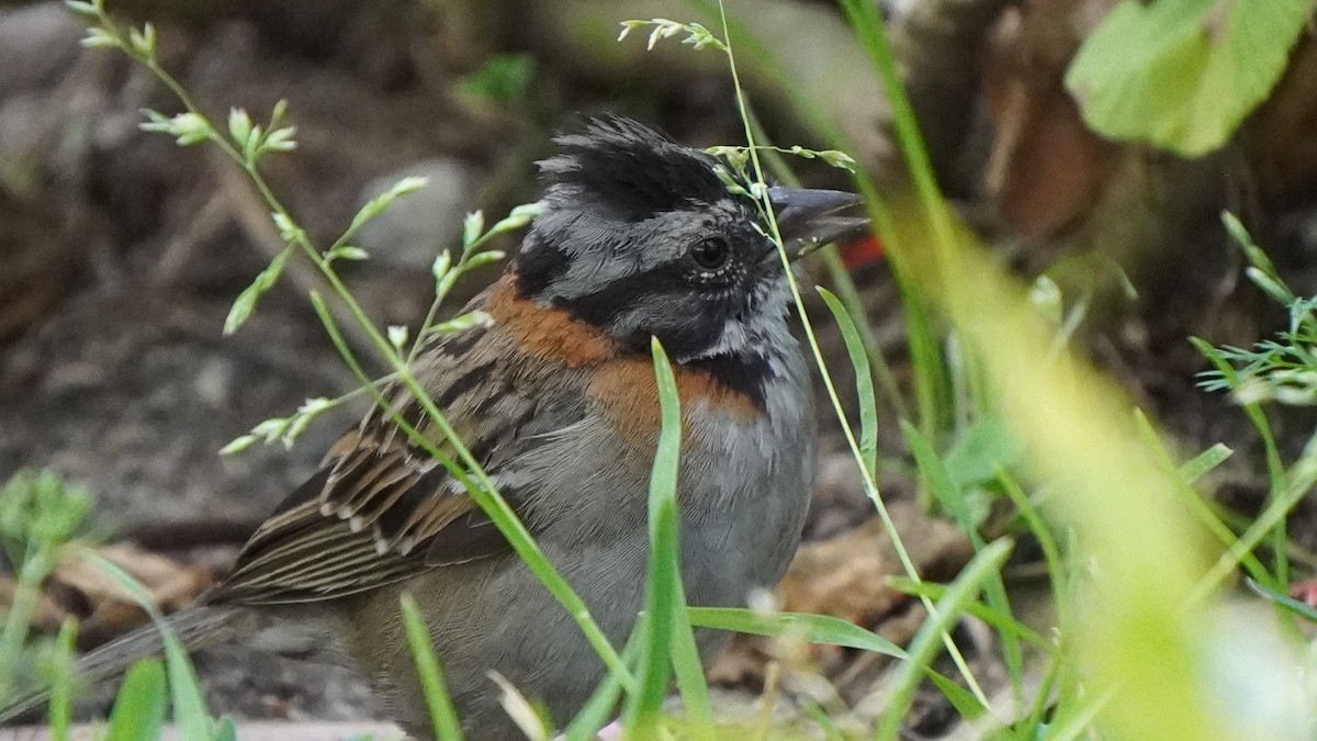 Рыжешейная зонотрихия - ML646323148