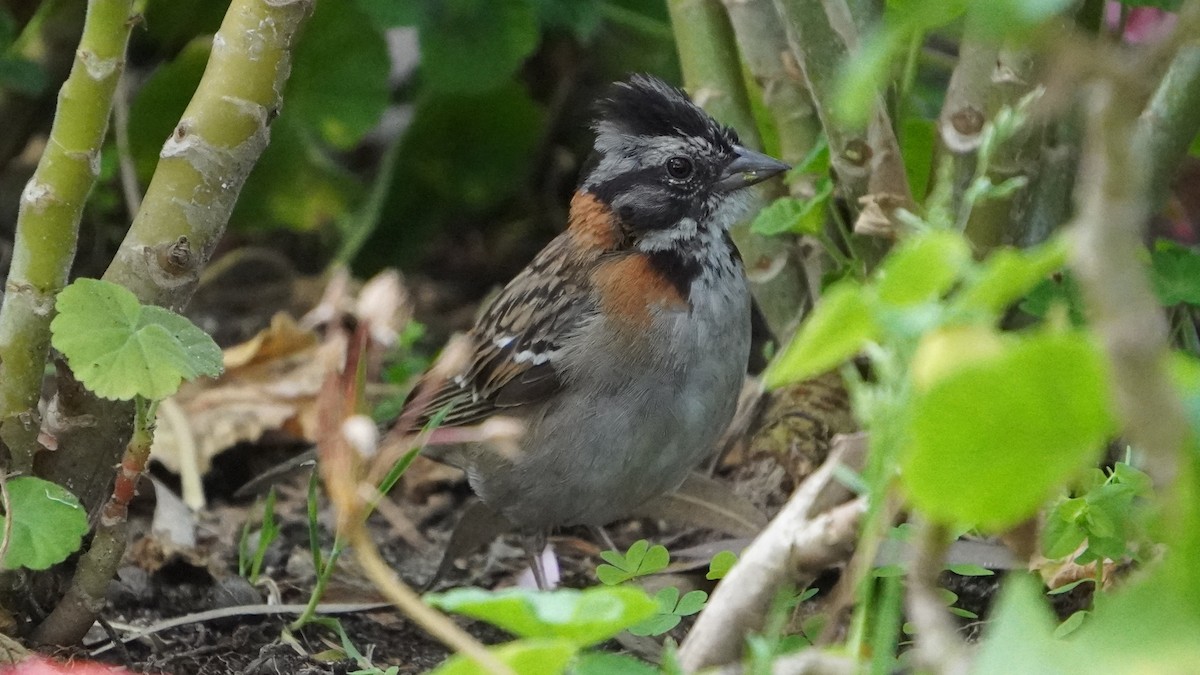 Рыжешейная зонотрихия - ML646323150